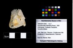 Foto (Objekt + Etikett) von Goniodromites bidentatus (Reuss, 1859)  (NHMW-GEO-1990-0041-2942)